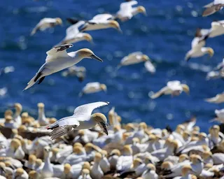 圣玛丽角，纽芬兰和拉布拉多的生态保护区，加拿大。