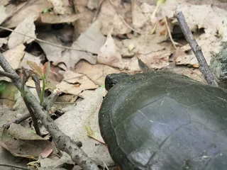 一只米德兰彩绘的海龟正在检查海岸是否安全