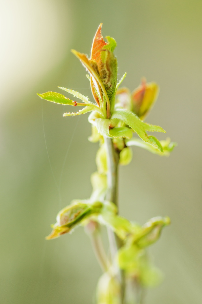 选择性，聚焦摄影，叶，芽，花，绿，花瓣，开花