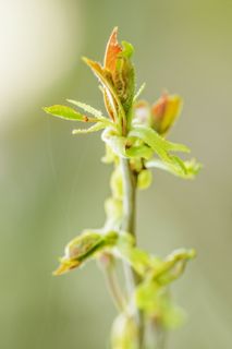 选择性，聚焦摄影，叶，芽，花，绿，花瓣，开花