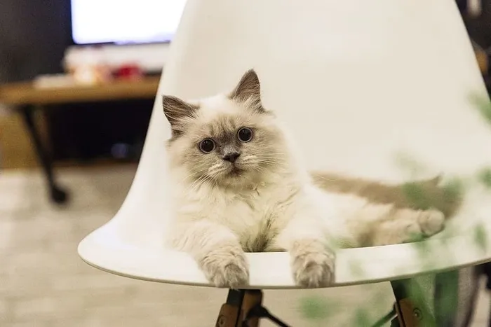 椅子上有一只大眼睛的猫