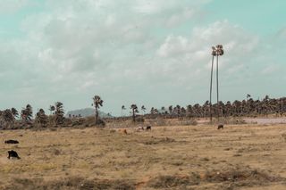 印度、泰米尔纳德邦、奶牛、绿色植物、摄影、编辑、灯光室、squarespace