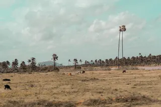 印度、泰米尔纳德邦、奶牛、绿色植物、摄影、编辑、灯光室、squarespace