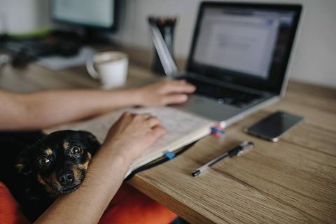 和她的狗在笔记本电脑上工作的女人