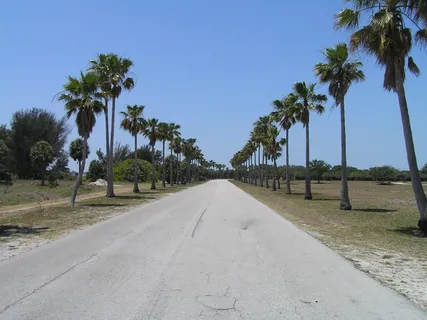棕榈树,热带,直行,路,佛罗里达,树,植物,前进的道路 棕榈树,热带,直行,路,佛罗里达,树,植物,前进的道路