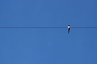 蓝色，天空，电缆，动物，晴朗的天空，鸟，复制空间，脊椎动物