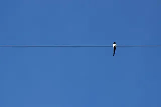蓝色，天空，电缆，动物，晴朗的天空，鸟，复制空间，脊椎动物