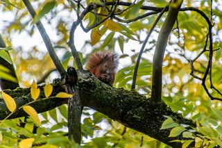 松鼠，动物，秋天，自然，可爱，啮齿动物，觅食，花园