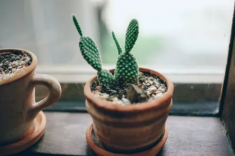 绿色,仙人掌,棕色,陶罐,室内,植物,陶罐 绿色,仙人掌,棕色,陶罐,室内,植物,陶罐