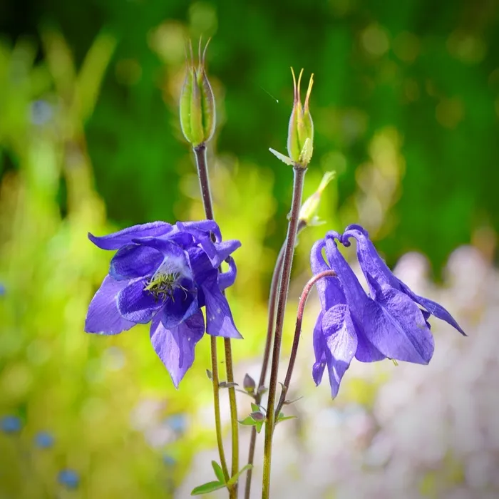 columbine、common columbine、hahnenfußgewächs、bloom、bloom、flora、blue、nature conservation