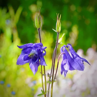 columbine、common columbine、hahnenfußgewächs、bloom、bloom、flora、blue、nature conservation columbine、common columbine、hahnenfußgewächs、bloom、bloom、flora、blue、nature conservation