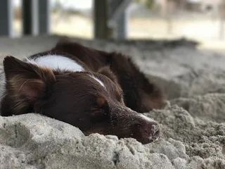 狗，沙，哺乳动物，动物主题，动物，一只动物，家养，宠物