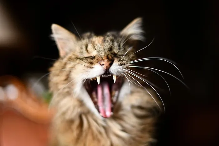 打哈欠的猫的选择性聚焦照片