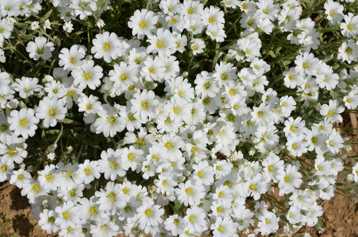 自然，花，植物，春天的花，绿色，土耳其植物，和平，旅行