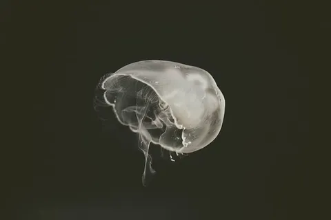 白水母,水母,水生,动物,海洋,水下,黑白,野生动物 白水母,水母,水生,动物,海洋,水下,黑白,野生动物