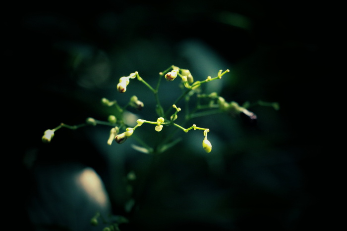 黄色、丛生花、特写、摄影、绿色、植物、模糊、自然