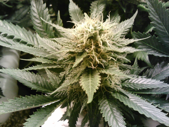 展示大麻花，大麻，花，杂草，大麻，大麻，大麻，花蕾，大麻