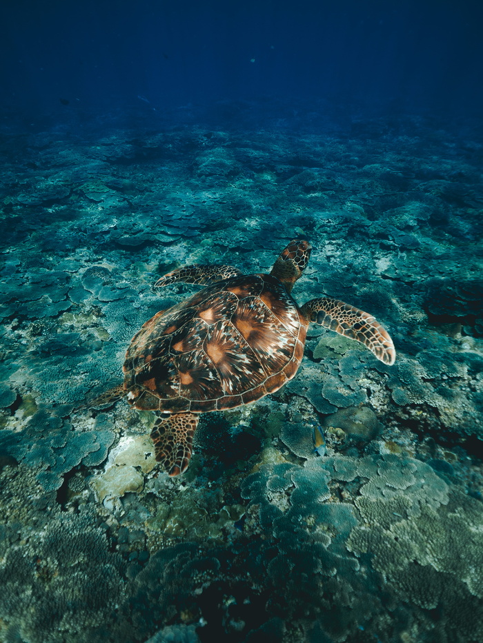 潜水，浮潜，海龟，海洋，海龟，海，水，水下