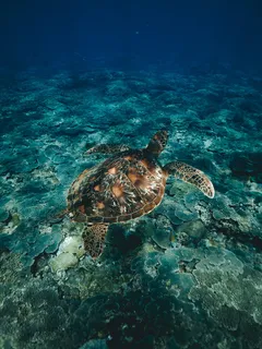 潜水,浮潜,海龟,海洋,海龟,海,水,水下 潜水,浮潜,海龟,海洋,海龟,海,水,水下