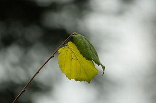 叶，榛子，榛子，枝，芽，榛子叶，榛子叶，叶