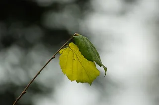 叶，榛子，榛子，枝，芽，榛子叶，榛子叶，叶