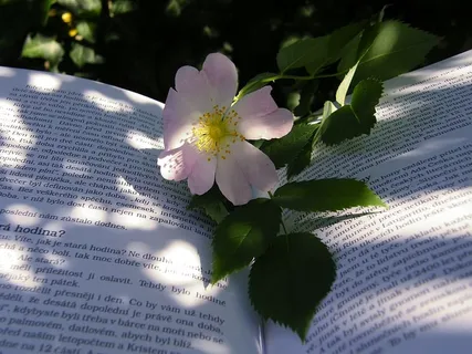 夏天，时髦，书，飞镖，花，影子，太阳，颜色