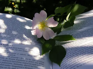 夏天，时髦，书，飞镖，花，影子，太阳，颜色