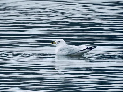 白天鹅和黑天鹅