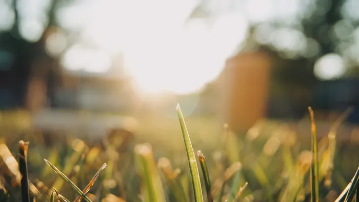 草、光、日落、黄金时段、庭院、太阳、自然、植物
