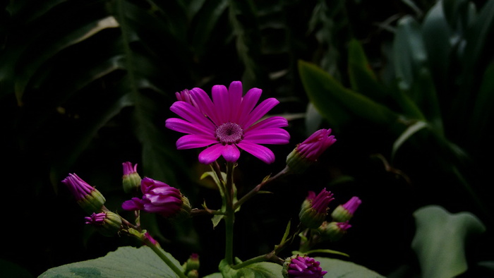 紫色非洲菊菊花照片