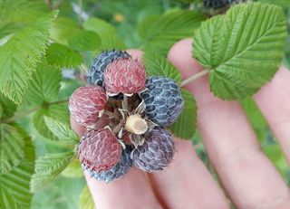 叶子，植物部分，健康饮食，生长，水果，植物，特写，新鲜度