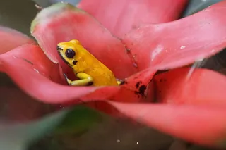 毒蛙，小，雨林，动物，动物主题，野生动物，特写，一只动物