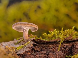 蘑菇，枯木，木材分解，分解，自然，morsch，枯木，冬菇