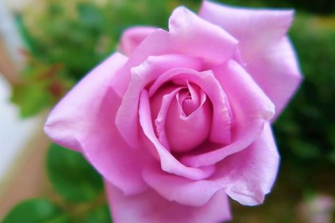 玫瑰,娇嫩,花朵,自然,爱情,浪漫,美丽,植物 玫瑰,娇嫩,花朵,自然,爱情,浪漫,美丽,植物