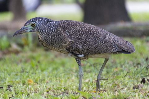 夜光，鸟，夜，鷺, 生态学，夜光鸟，夜晚鷺, 台中公园