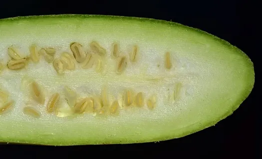 西葫芦、绿色、长形、种子、果核、切片、蔬菜、食用 西葫芦、绿色、长形、种子、果核、切片、蔬菜、食用