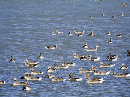 灰雁、雁、鹅、鹅、候鸟、自然、鸟类、水鸟