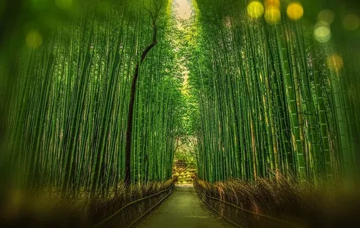 选择性,聚焦摄影,直线,路径,竹子,京都,日本,竹子 选择性,聚焦摄影,直线,路径,竹子,京都,日本,竹子