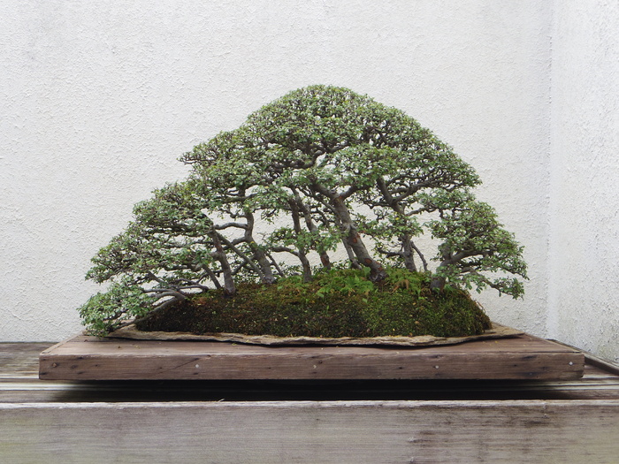 盆景，树木，自然，植物，绿色，盆栽，日式，花园