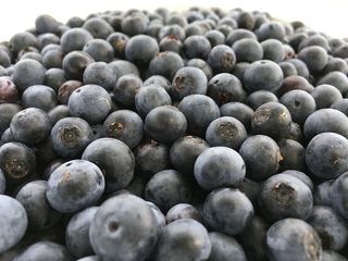 美国，维克森林，蓝莓，夏天，蓝色，蓝莓，农场，食品和饮料