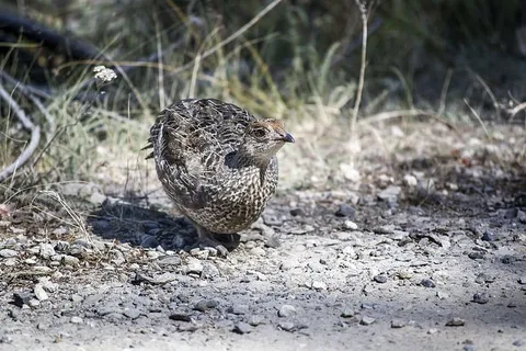 鸟,松鸡,狩猎,藏匿,伪装,木材,动物,自然 鸟,松鸡,狩猎,藏匿,伪装,木材,动物,自然