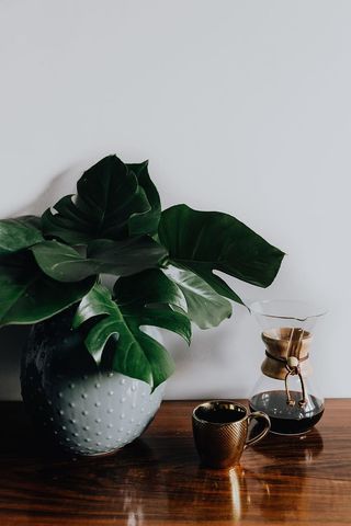 Chemex金杯咖啡机