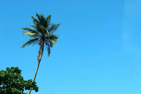棕榈树,晴朗,蓝色,天空,椰子树,阳光,夏天 棕榈树,晴朗,蓝色,天空,椰子树,阳光,夏天