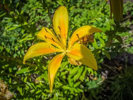 花卉、黄色、植物、花园、装饰、植物、生长、自然之美