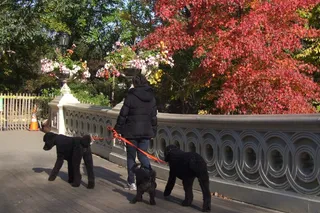 狗，骑行，服从，主人，尊重，平静，宁静，安静