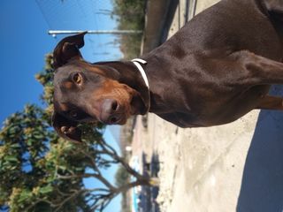 棕色的狗坐在地上