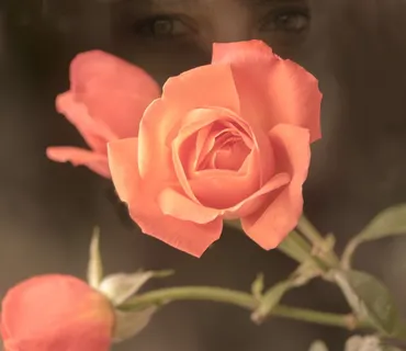 双曝光,玫瑰,杏子,眼睛,浪漫,风格,花卉,设计 双曝光,玫瑰,杏子,眼睛,浪漫,风格,花卉,设计