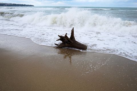 海，木头，海滩，水，自然，海岸，自然，海岸，老木头