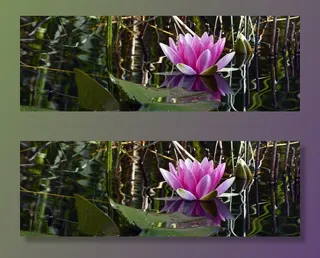 照片，粉色，百合，水，紫色花，睡莲，水生植物，花朵