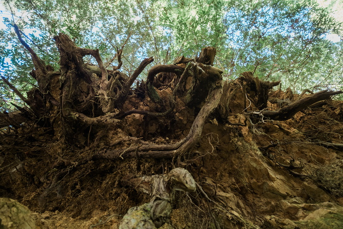 美国, 半月湾, purisima 溪红杉开放空间保护区, 森林, 远足, 树, 天空, 线索